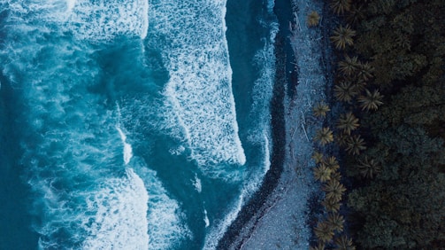 ocean waves near forest