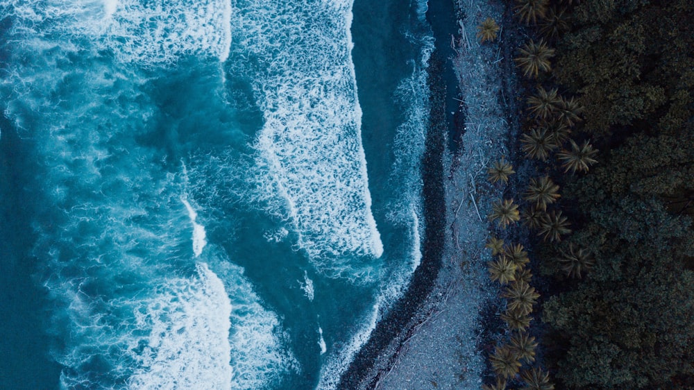 ocean waves near forest