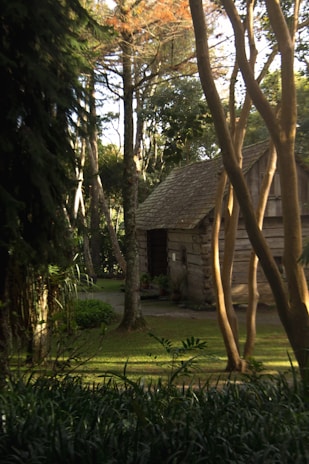 Rustic wooden cabin nestled among lush tropical trees with morning sunlight filtering through.
