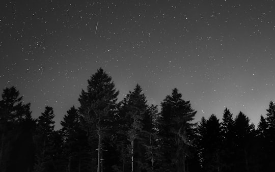 photo of Sankt Märgen Spruce-fir forest near Belchen