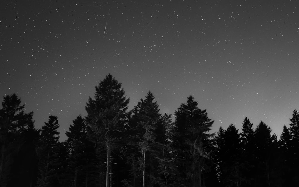 forest during night time