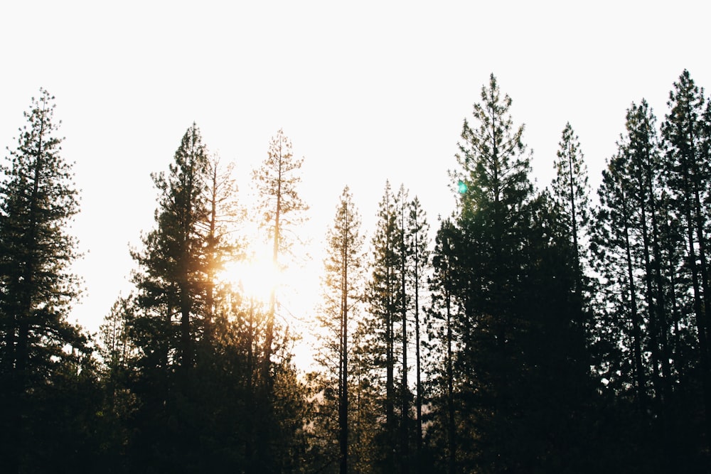 silhouette d’arbres à l’heure de la journée