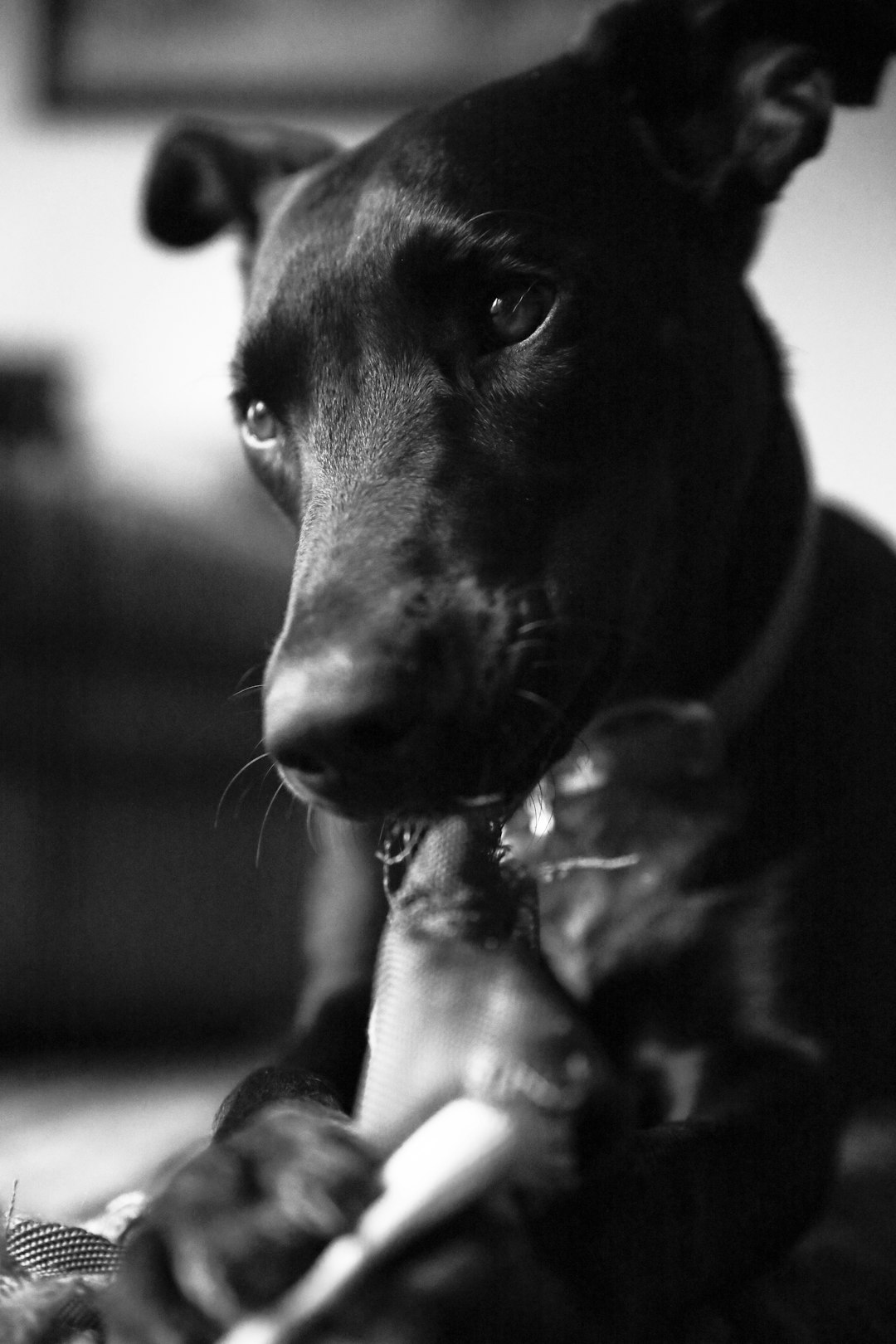 black labrador retriever puppy in grayscale photography