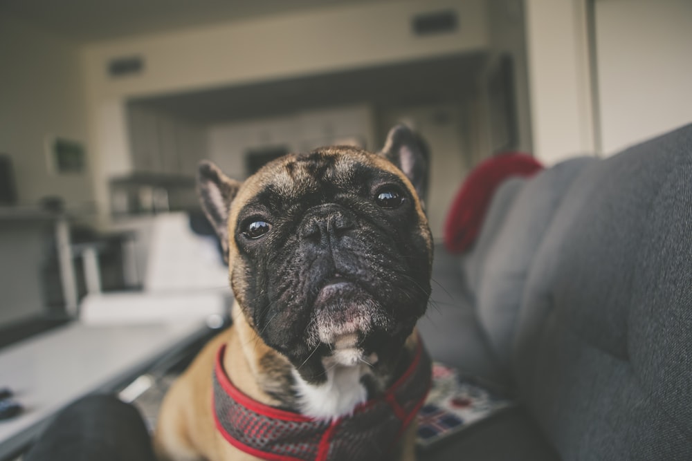 灰色のソファに座っている犬の写真の奥行きの影