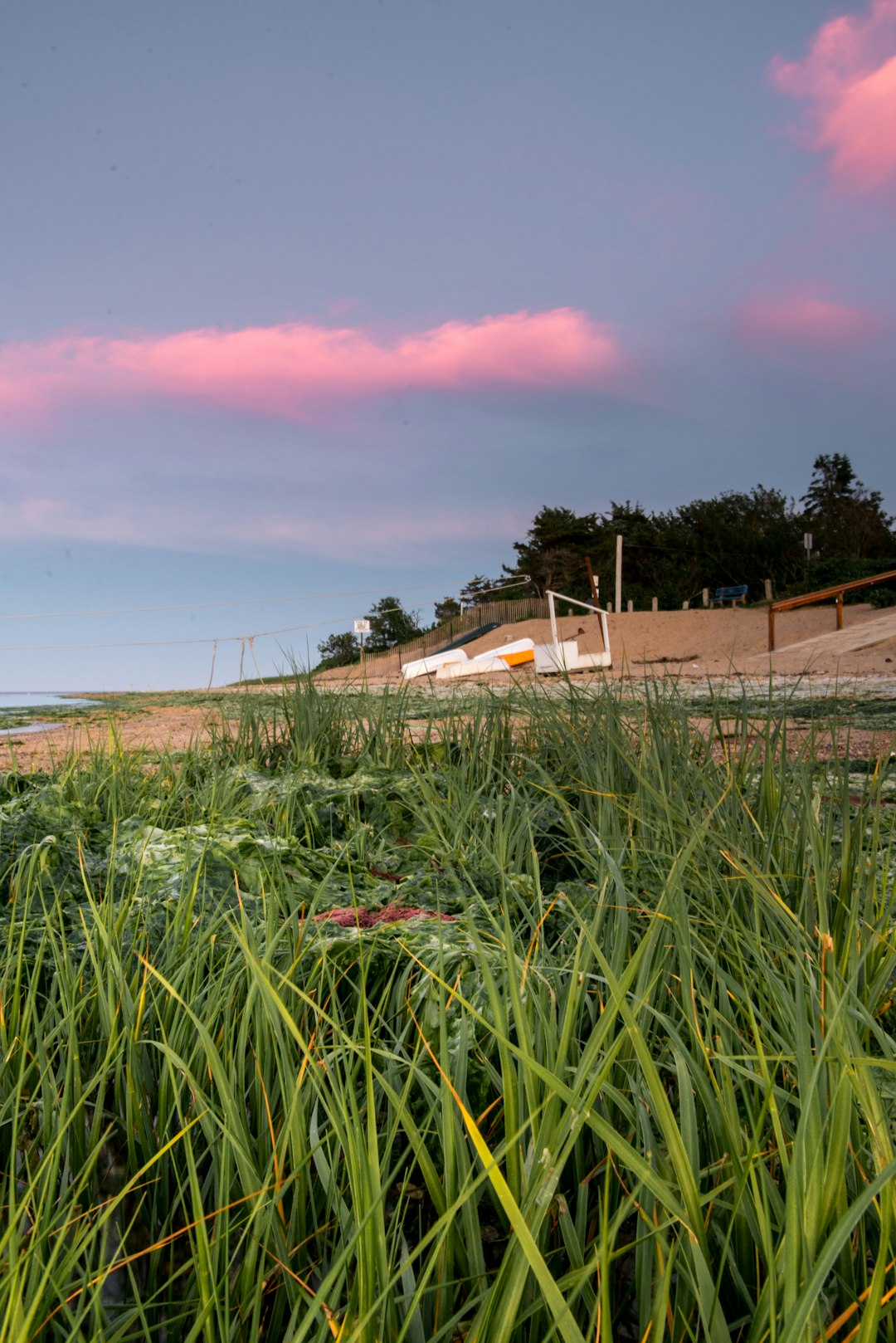 field of plants