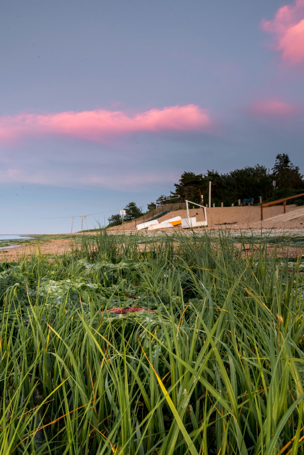 field of plants