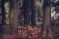 A serene forest scene with tall trees forming a dense canopy. At the base of the trees lies a neatly arranged stack of cut logs, showcasing the natural rings within the wood. The forest floor is covered with pine needles, enhancing the woodland atmosphere.