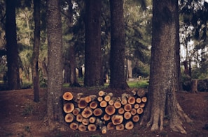A serene forest scene with tall trees forming a dense canopy. At the base of the trees lies a neatly arranged stack of cut logs, showcasing the natural rings within the wood. The forest floor is covered with pine needles, enhancing the woodland atmosphere.