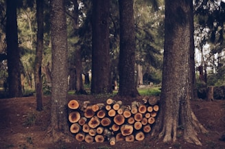 A serene forest scene with tall trees forming a dense canopy. At the base of the trees lies a neatly arranged stack of cut logs, showcasing the natural rings within the wood. The forest floor is covered with pine needles, enhancing the woodland atmosphere.