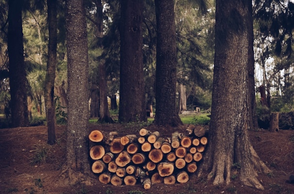 A serene forest scene with tall trees forming a dense canopy. At the base of the trees lies a neatly arranged stack of cut logs, showcasing the natural rings within the wood. The forest floor is covered with pine needles, enhancing the woodland atmosphere.
