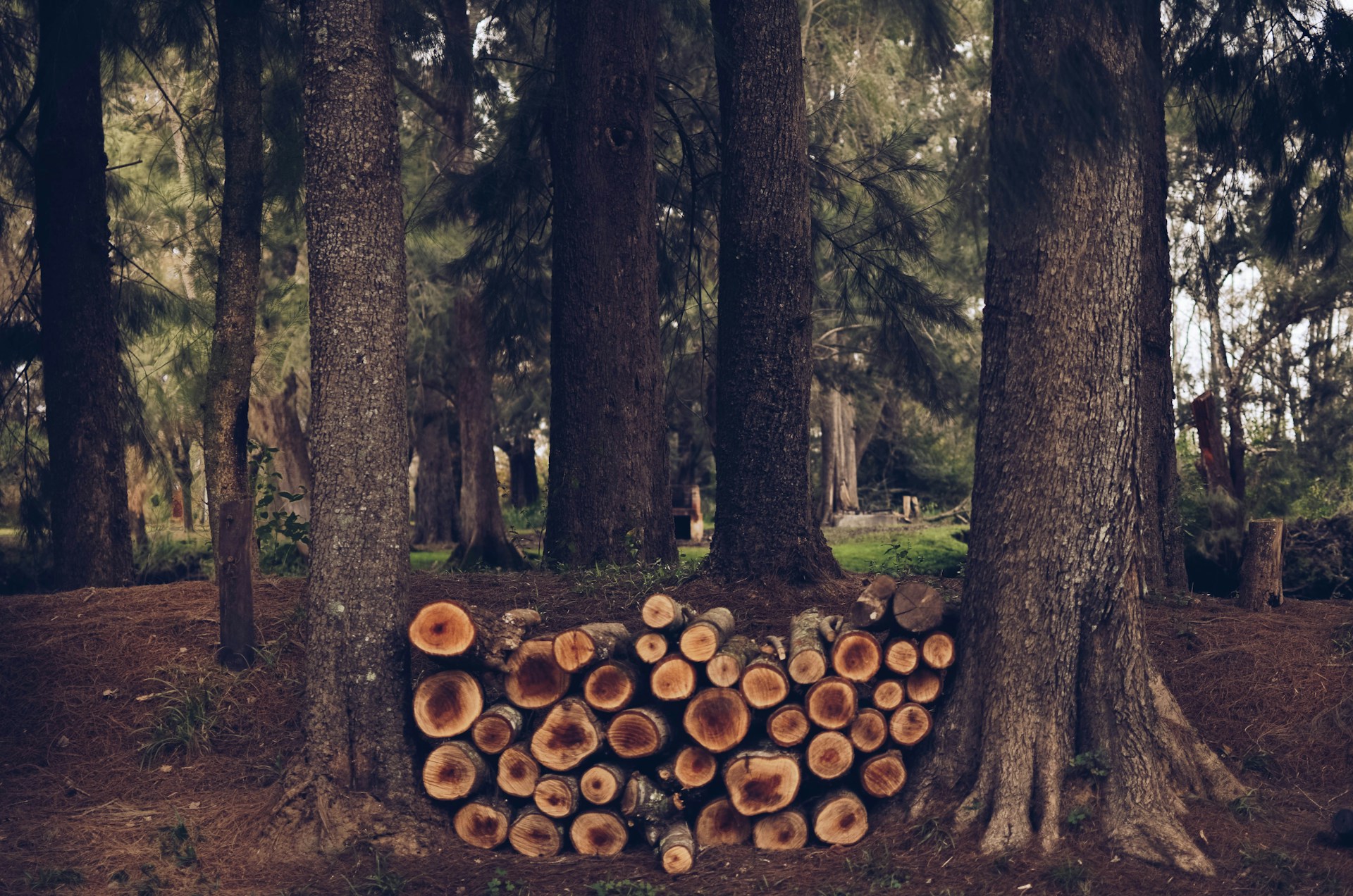 black and brown leather padded tub sofa