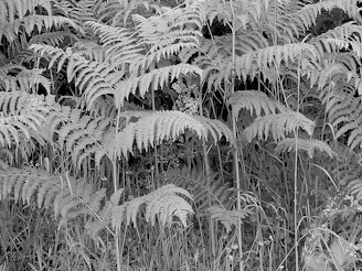 A cluster of exotic ferns with delicate, feathery fronds in a shaded forest setting.