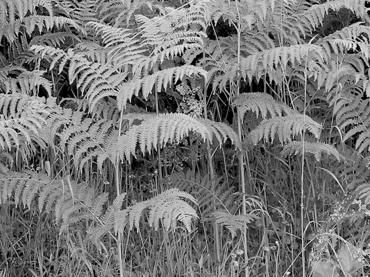 A cluster of exotic ferns with delicate, feathery fronds in a shaded forest setting.