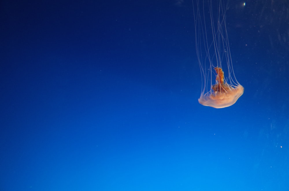 orange jellyfish