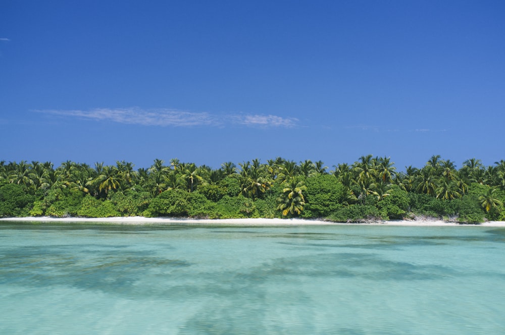 green trees beside body of water under blue sky during daytime