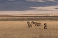 three hyenas on brown field under blue sky