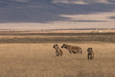 three hyenas on brown field under blue sky tanzania teams background