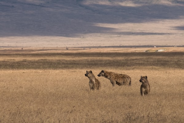 Kenya