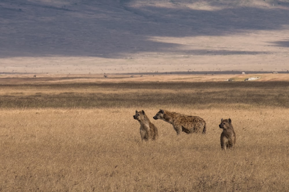 Três hienas no campo marrom sob o céu azul