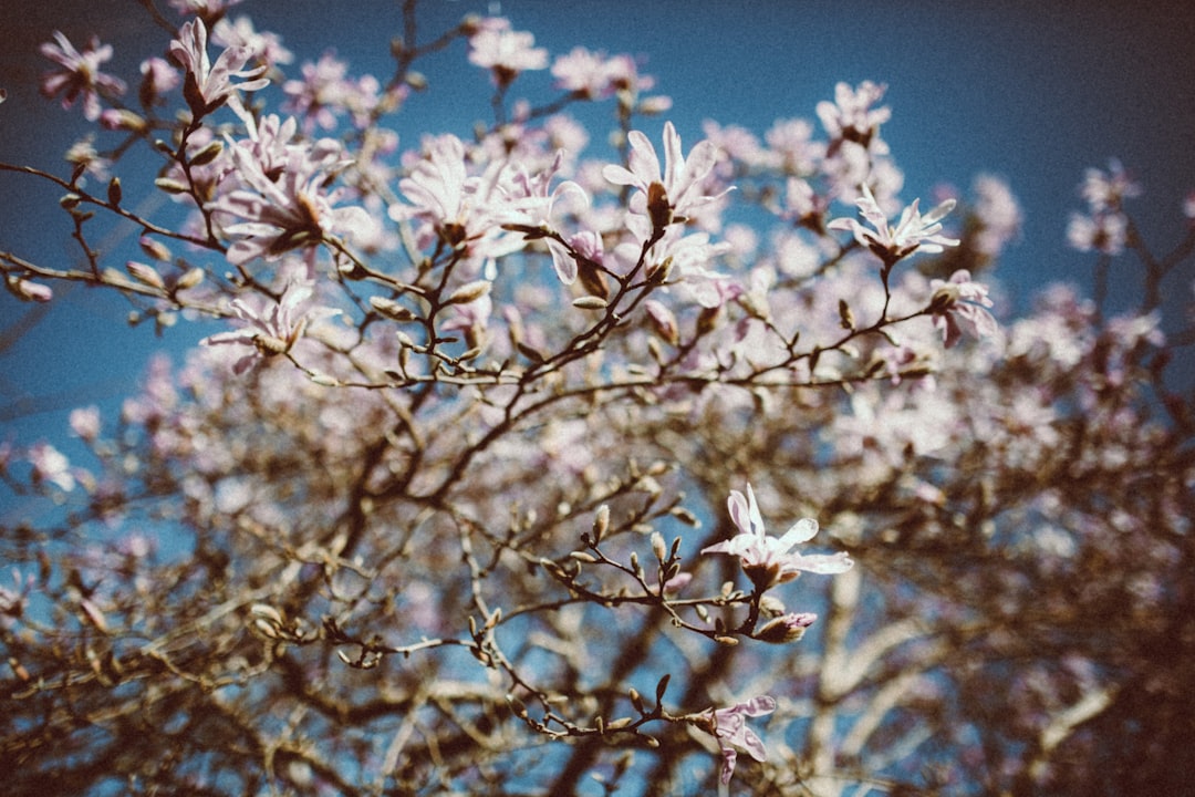 selective focus photography of pink flower