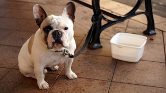 A French Bulldog with a white and brindle coat sits on a tiled floor next to a bench. The dog is leashed to the bench, and there is a white water bowl nearby. Its expression looks calm and somewhat contemplative.