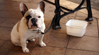 A French Bulldog with a white and brindle coat sits on a tiled floor next to a bench. The dog is leashed to the bench, and there is a white water bowl nearby. Its expression looks calm and somewhat contemplative.