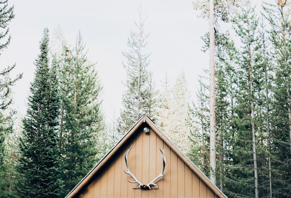 house inside forest