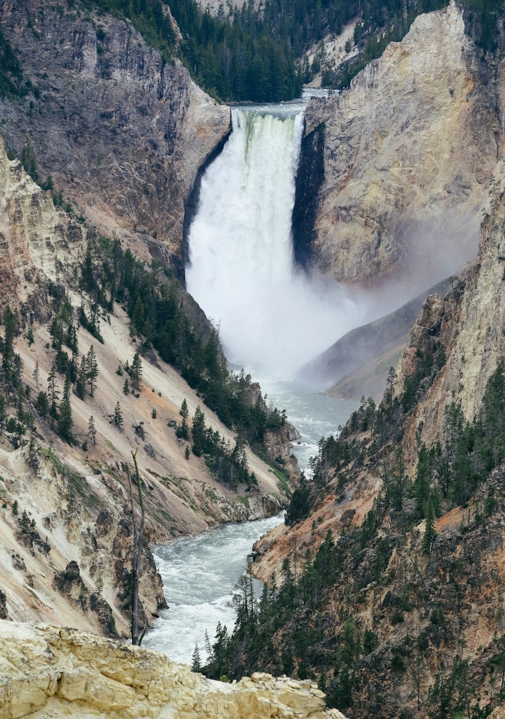 trees near waterfall