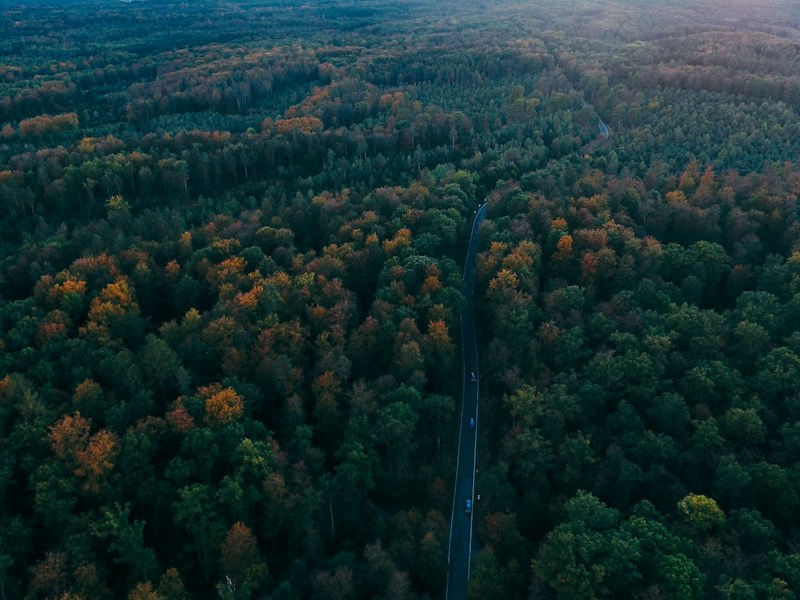 Black Forest: Germany's Legendary Woodland