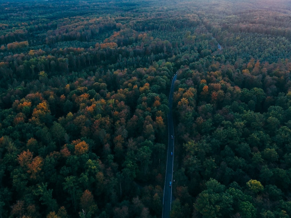 aerial photography of road surrounded by trees