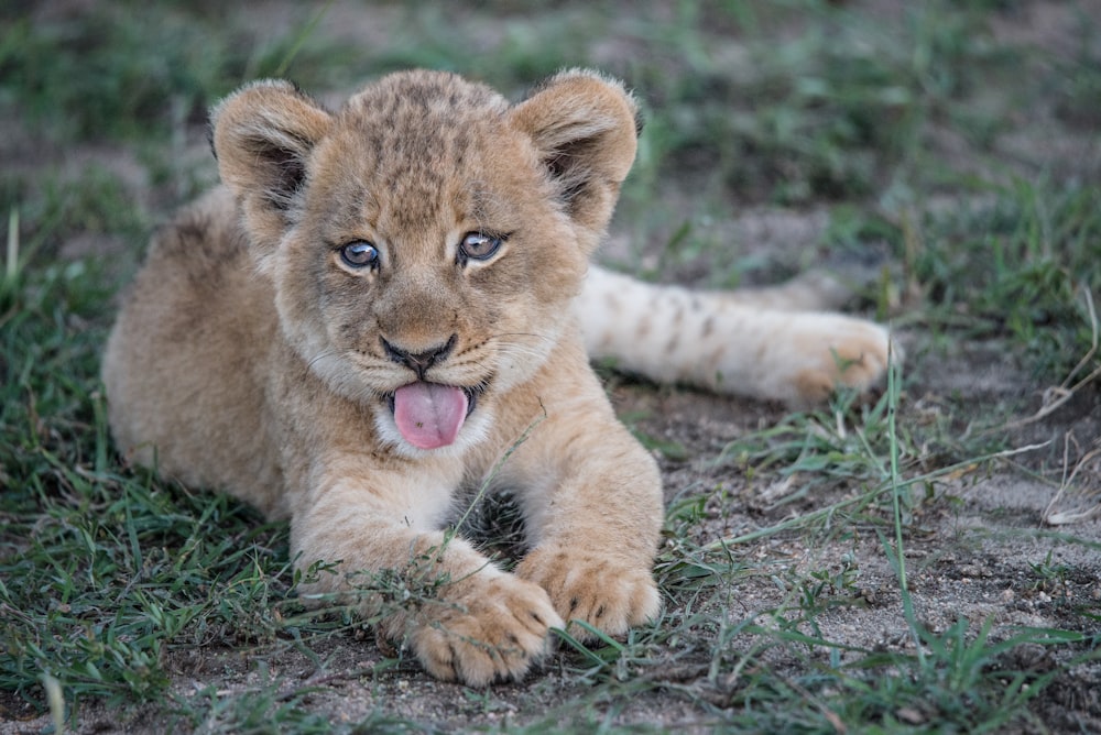 lionceau brun à fourrure courte couché sur une plante d’herbe verte