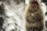 A Japanese macaque with a thick, fluffy coat is sitting in a snowy environment. The primate's red face is in stark contrast to its pale fur, and its arms are crossed, suggesting it might be trying to conserve warmth. Snowflakes are visibly falling around it, contributing to the wintry setting.
