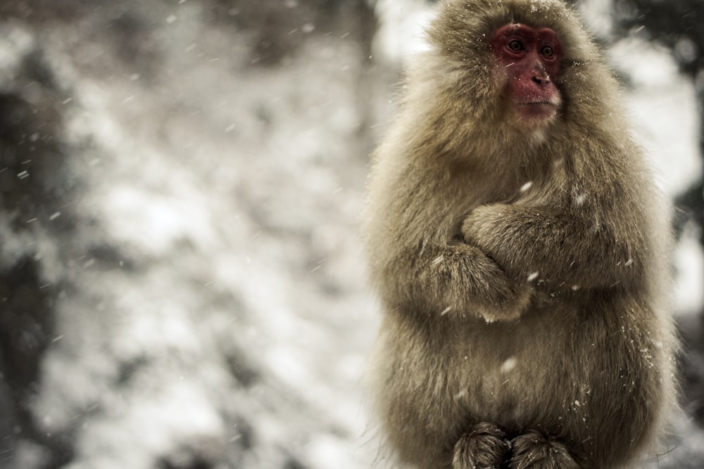 Médico De La Mujer Con El Mono De Nieve De Navidad En Manos Sobre Fondo  Blanco Imagen de archivo - Imagen de hermoso, alegre: 202841385
