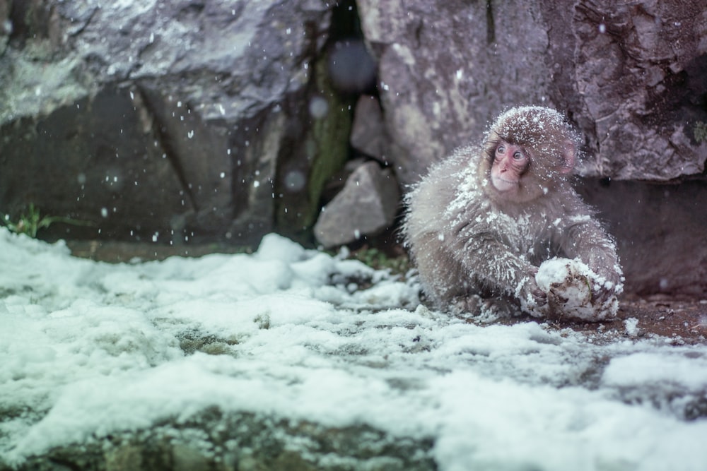 singe brun recouvert de neige