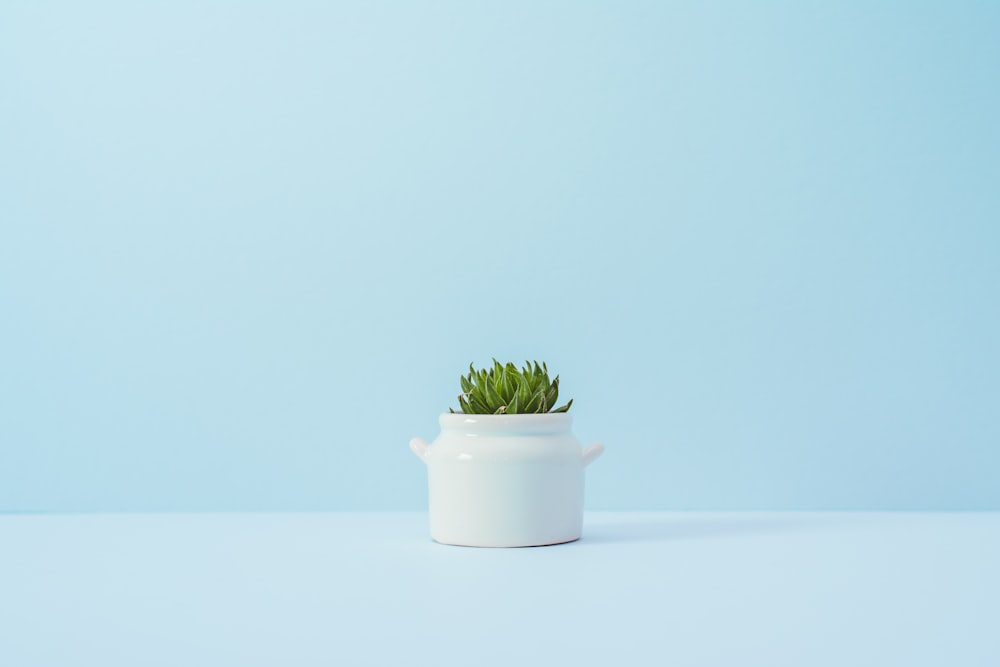 green succulent plant on white vase