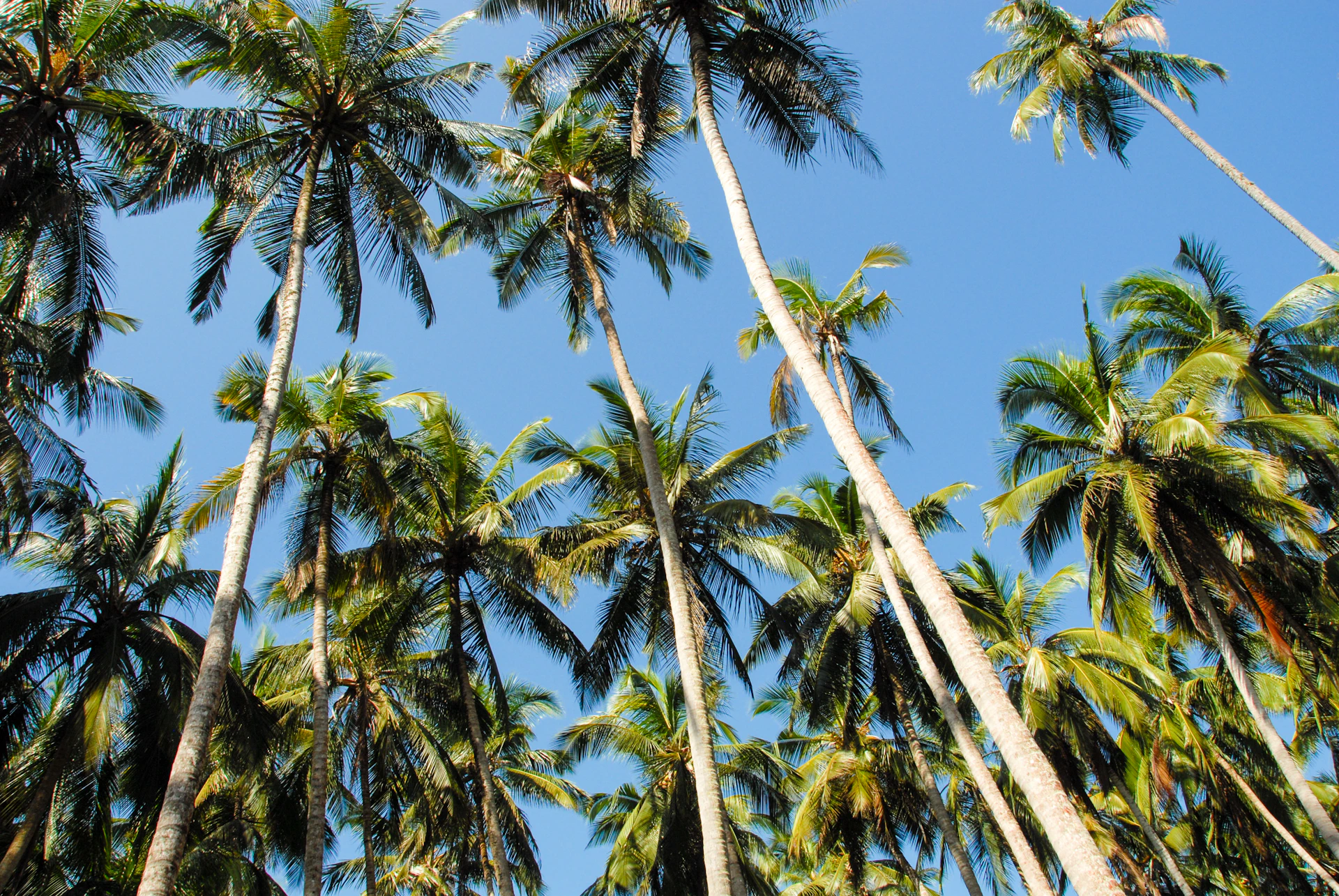 black and brown leather padded tub sofa