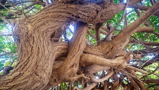 A close-up of a vivid painting showing twisting tree branches with rich textures and earthy tones.