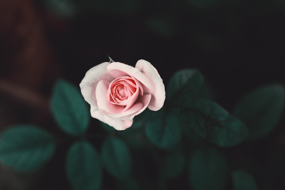 100 Pink Rose Pictures Hd Download Free Images Stock
