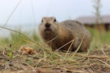 A close-up photograph of a small rodent, possibly a ground squirrel, standing on dirt and dry grass. The rodent is looking directly at the camera. In the background are blurred elements of greenery and a structure.