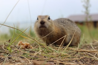 A close-up photograph of a small rodent, possibly a ground squirrel, standing on dirt and dry grass. The rodent is looking directly at the camera. In the background are blurred elements of greenery and a structure.