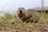 A close-up photograph of a small rodent, possibly a ground squirrel, standing on dirt and dry grass. The rodent is looking directly at the camera. In the background are blurred elements of greenery and a structure.