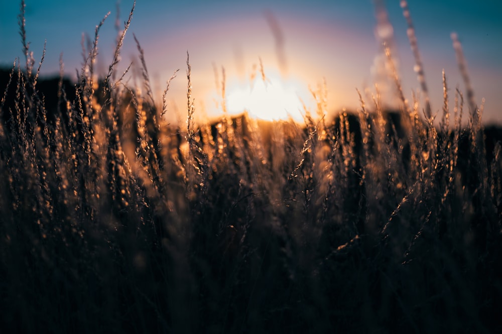 Flache Tiefenschärfefotografie von Gras mit Sonne