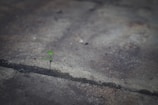 A small green plant sprouts from a crack in a concrete surface, symbolizing resilience and growth against a backdrop of grey, weathered concrete.