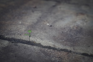 Close-up of a delicate plant sprouting through cracks in a stone path, symbolizing resilience.