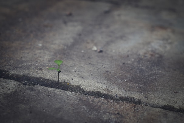 A small green plant sprouts from a crack in a concrete surface, symbolizing resilience and growth against a backdrop of grey, weathered concrete.