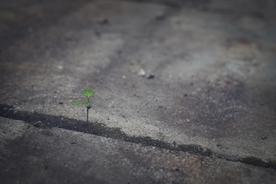 A microphone surrounded by scattered seeds on a city sidewalk, symbolizing growth amidst urban life.