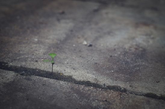 A small green plant sprouts from a crack in a concrete surface, symbolizing resilience and growth against a backdrop of grey, weathered concrete.