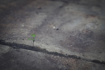A small green plant sprouts from a crack in a concrete surface, symbolizing resilience and growth against a backdrop of grey, weathered concrete.