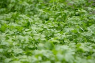 A field of green cilantro swaying in the breeze.