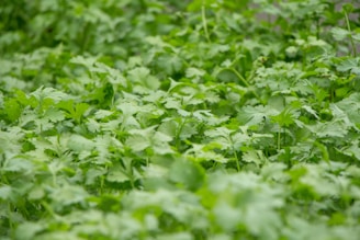 A field of green cilantro swaying in the breeze.